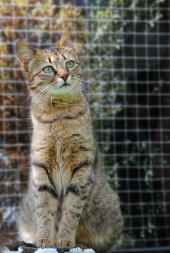 Katzen Balkon Netze